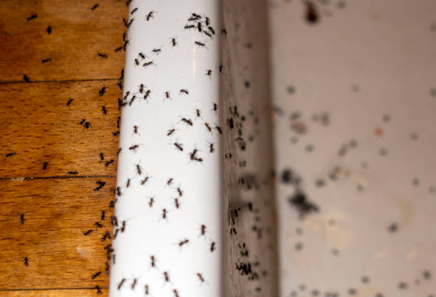 Best Commercial Pest Control Services  in Morrice, MI