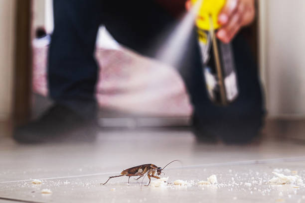 Best Local Pest Control Services  in Morrice, MI