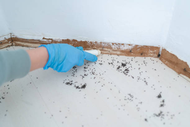 Best Pest Prevention Services  in Morrice, MI